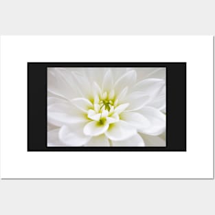 White Dahlia Posters and Art